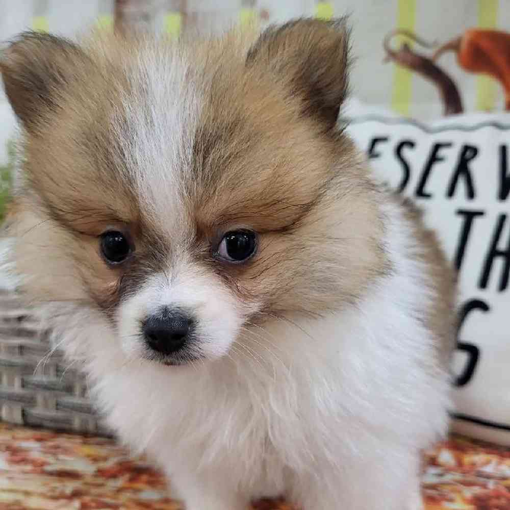 Male Pomeranian Puppy for Sale in Monroeville, PA