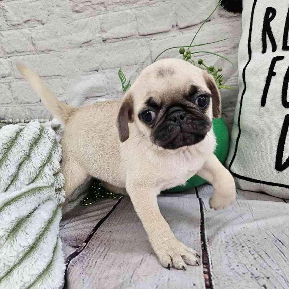 Female Pug Puppy for Sale in Monroeville, PA