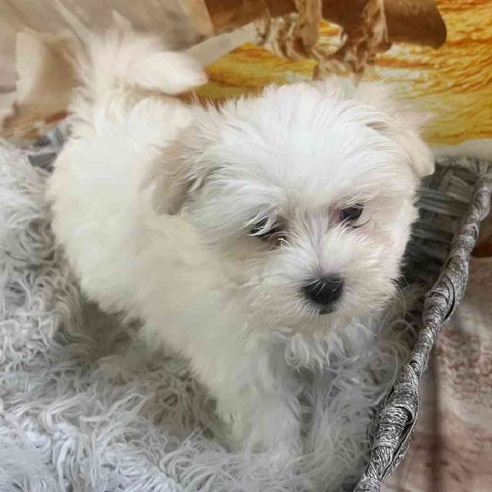 Male Maltese Puppy for Sale in Monroeville, PA