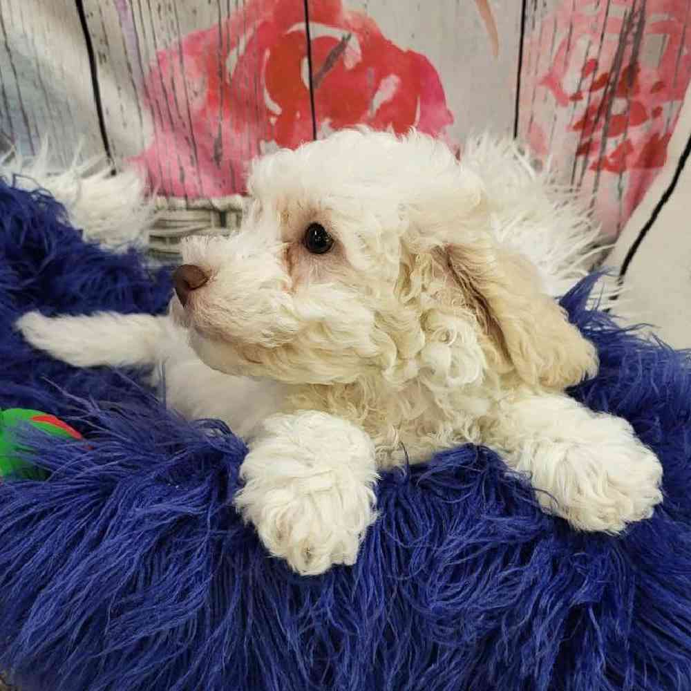 Male Bichon- Poo Puppy for Sale in Monroeville, PA