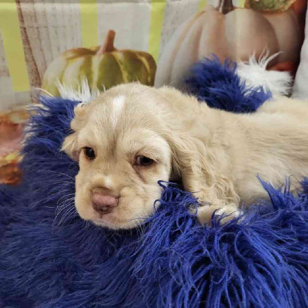 Male Cocker Spaniel Puppy for Sale in Monroeville, PA