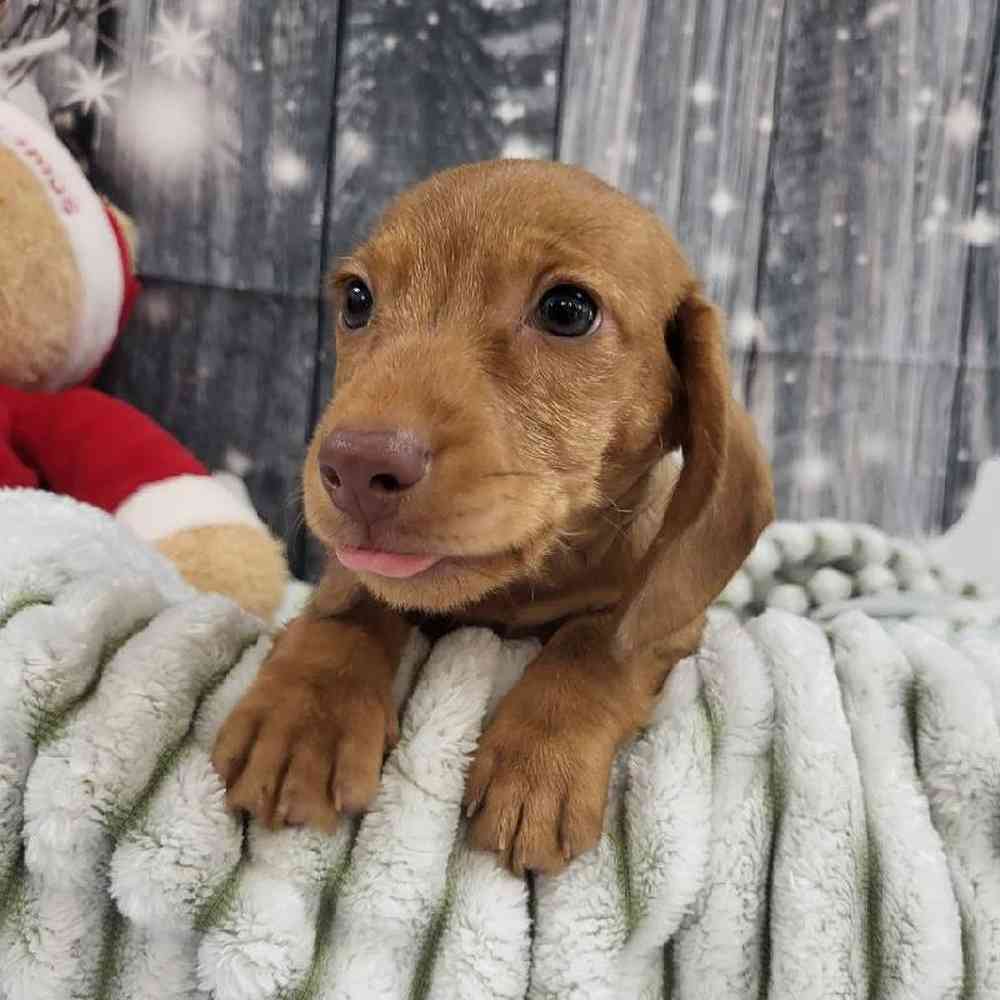 Male Dachshund Puppy for Sale in Monroeville, PA