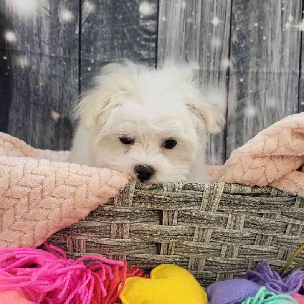 Female Maltese Puppy for Sale in Monroeville, PA