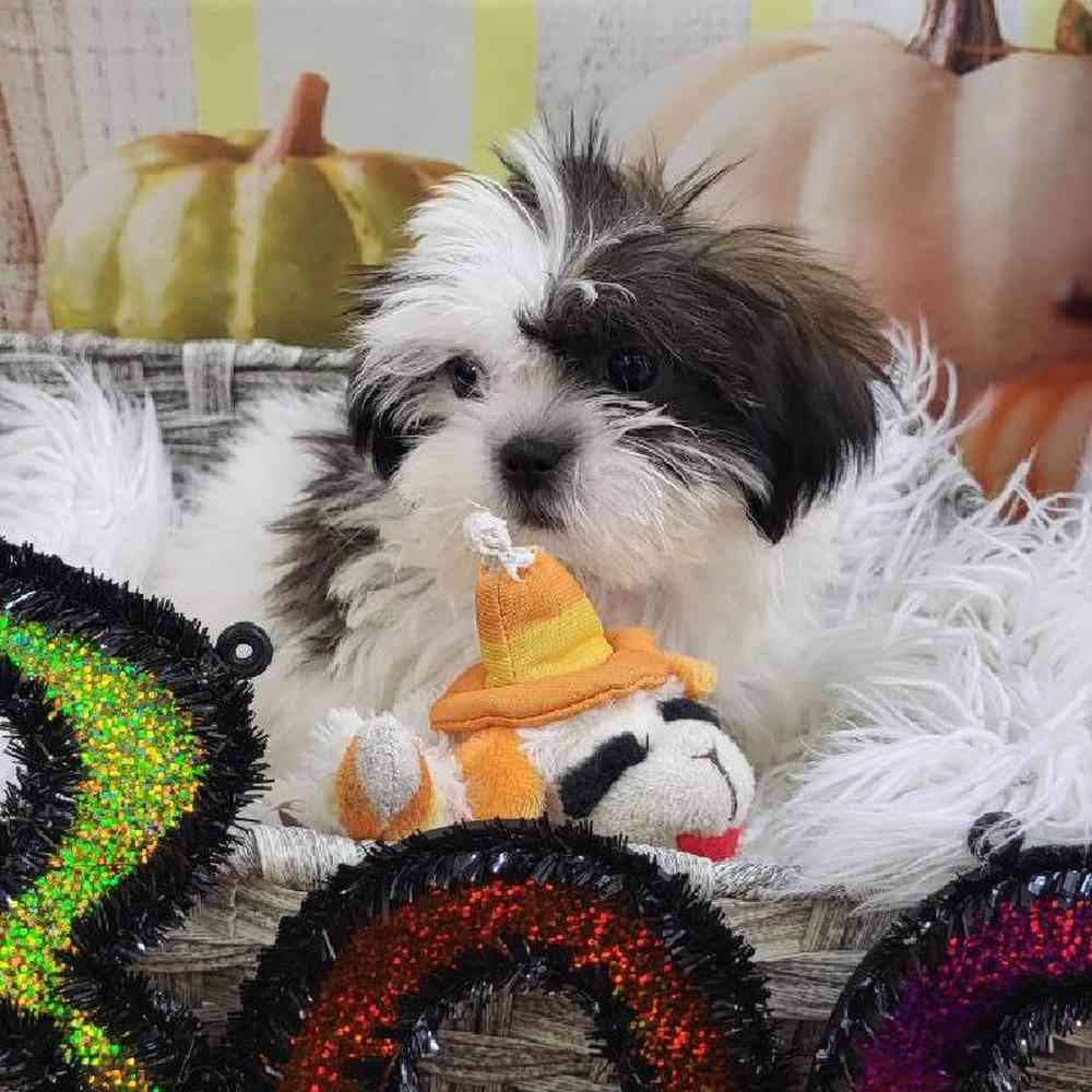 Female Shih Tzu Puppy for Sale in Monroeville, PA