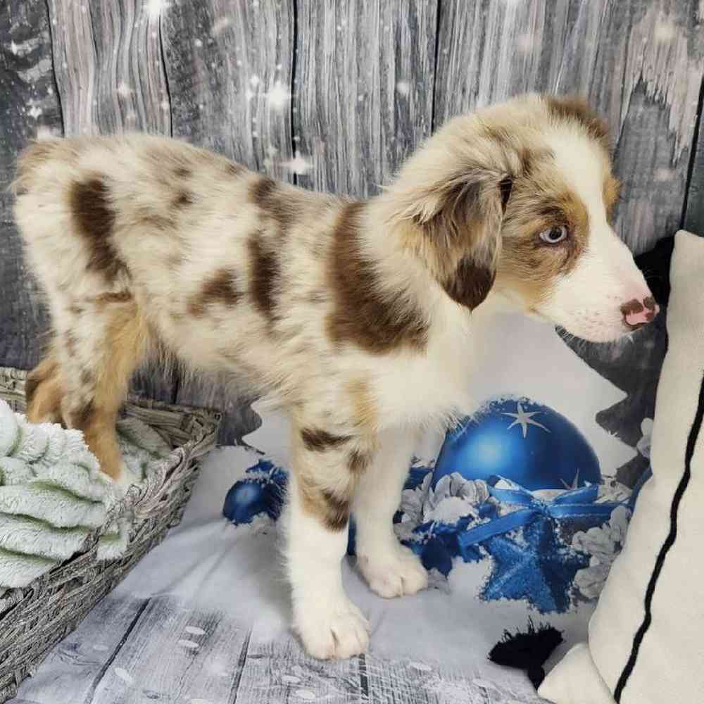 Male Australian Shepherd Puppy for Sale in Monroeville, PA