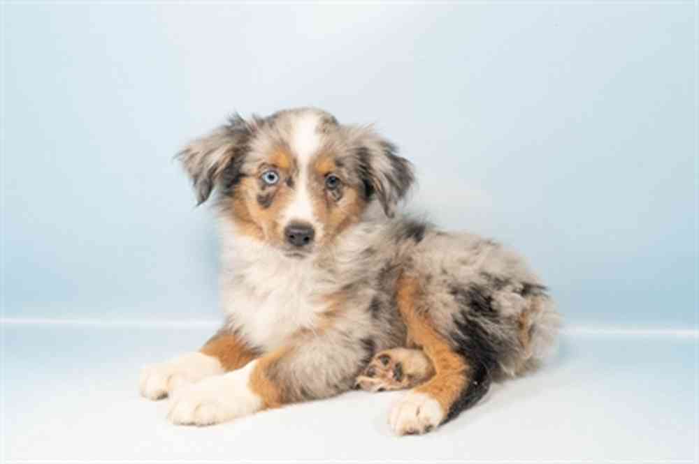 Miniature Australian Shepherd image