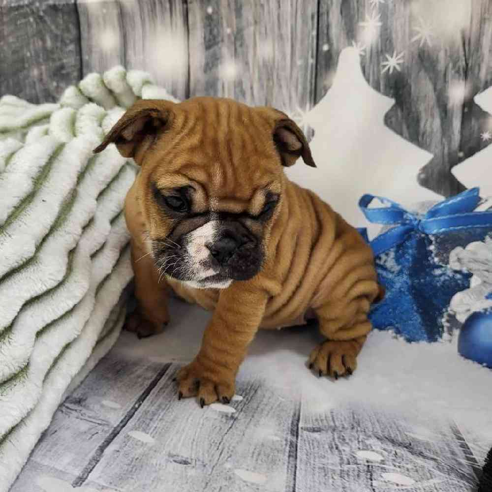 Female English Bulldog Puppy for Sale in Monroeville, PA