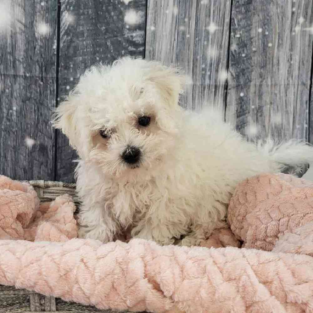 Female Bichon Puppy for Sale in Monroeville, PA