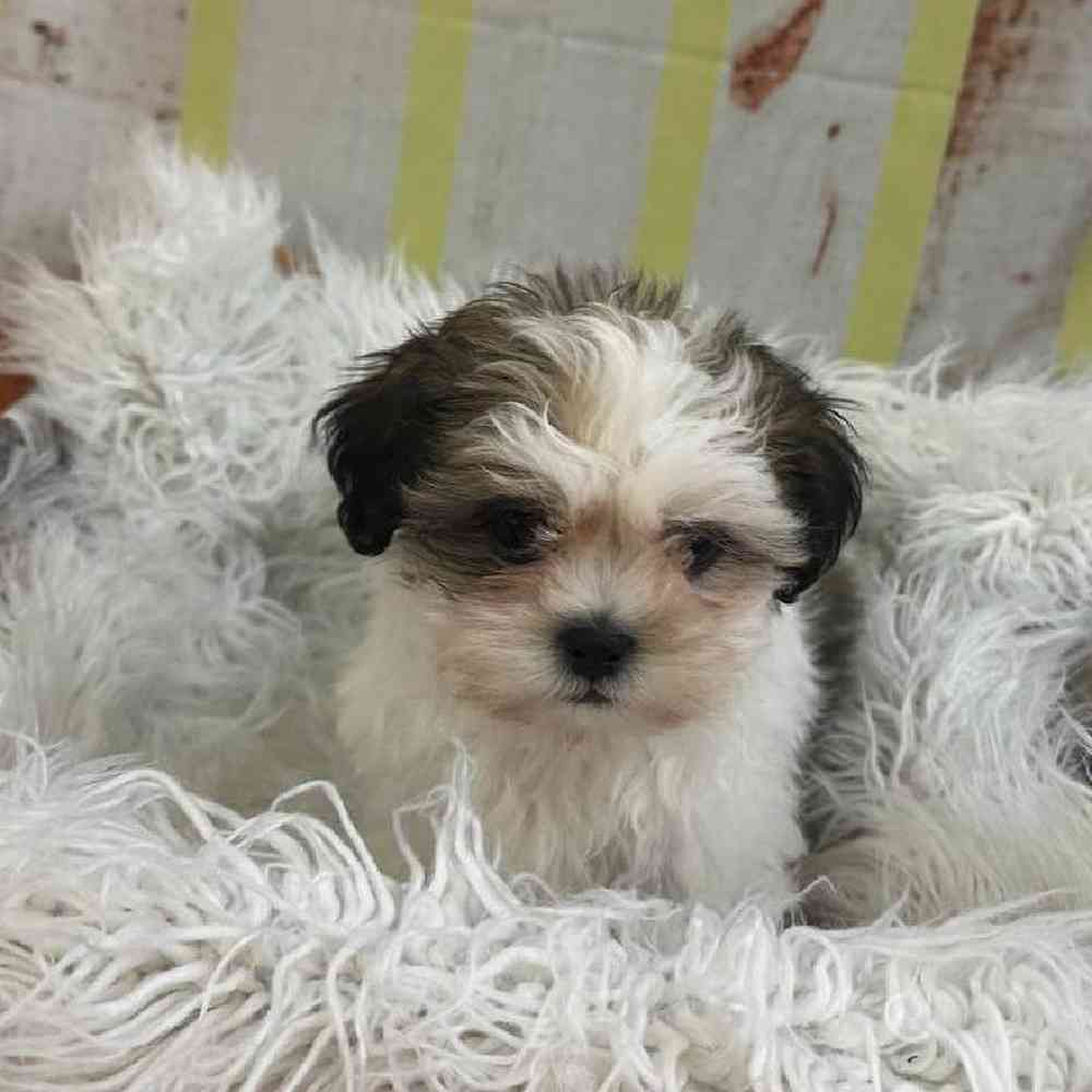 Male Shih Tzu Puppy for Sale in Monroeville, PA