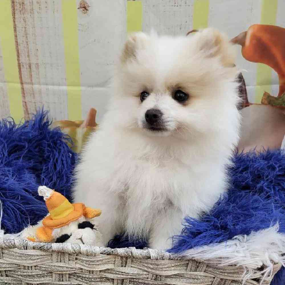 Male Pomeranian Puppy for Sale in Monroeville, PA