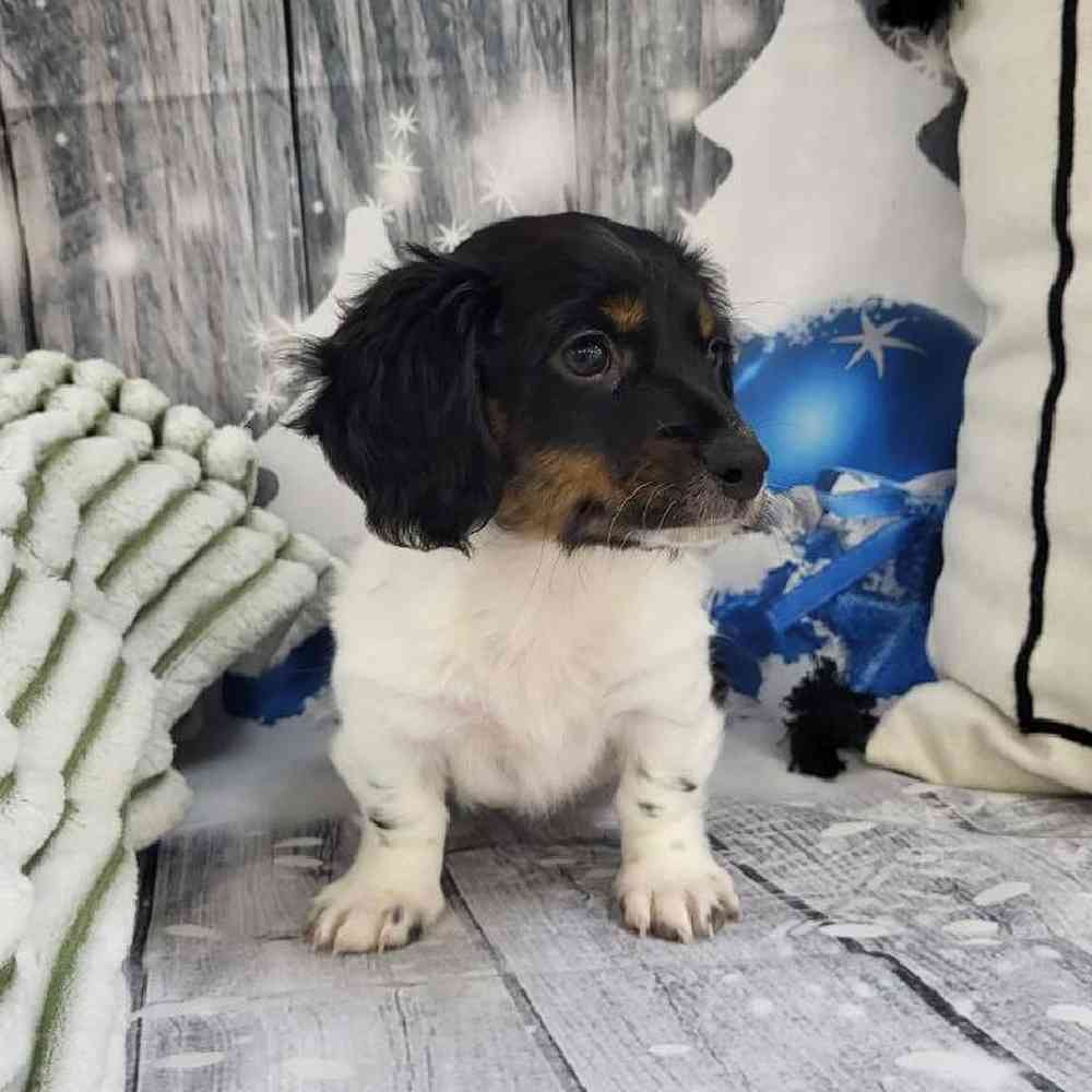 Male Dachshund Puppy for Sale in Monroeville, PA