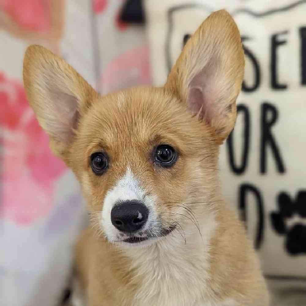 Female Pembroke Welsh Corgi Puppy for Sale in Monroeville, PA