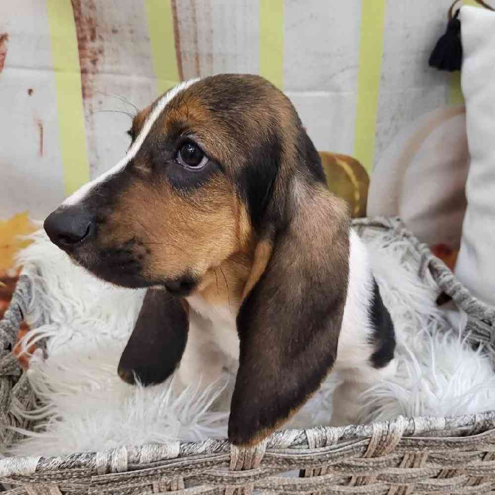 Female Basset Hound Puppy for Sale in Monroeville, PA