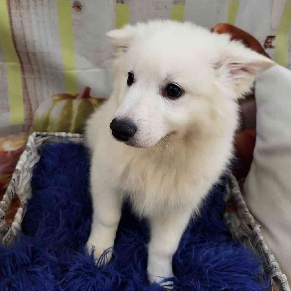 Male American Eskimo Puppy for Sale in Monroeville, PA