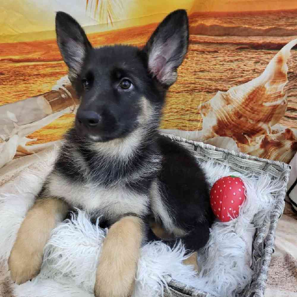 Female German Shepherd Puppy for Sale in Monroeville, PA