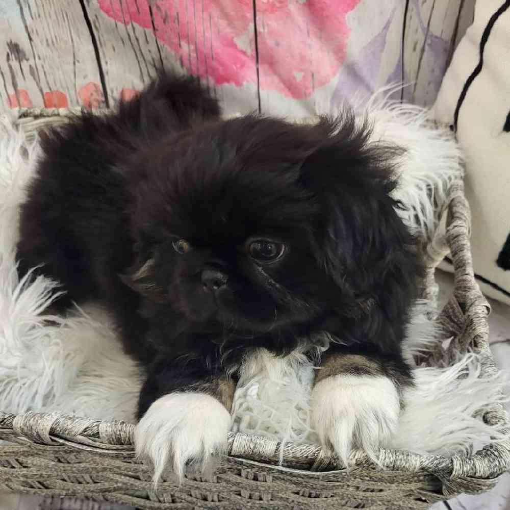 Female Pekingese Puppy for Sale in Monroeville, PA