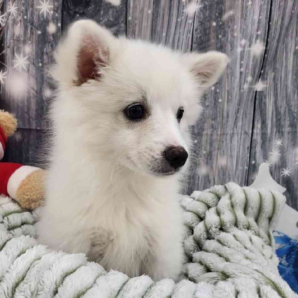 Female American Eskimo Puppy for Sale in Monroeville, PA