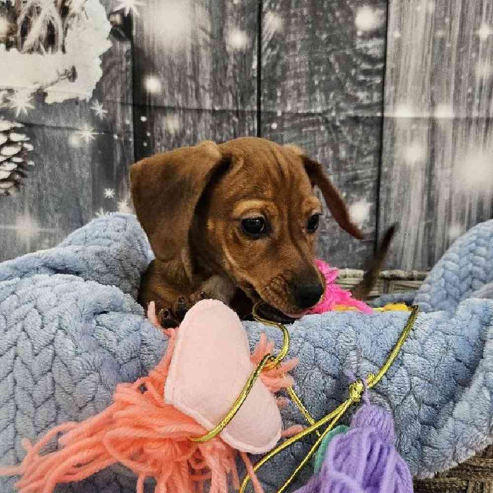 Male Dachshund Puppy for Sale in Monroeville, PA