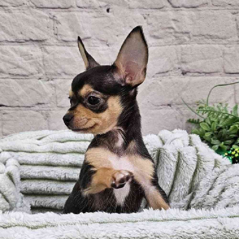 Female Chihuahua Puppy for Sale in Monroeville, PA