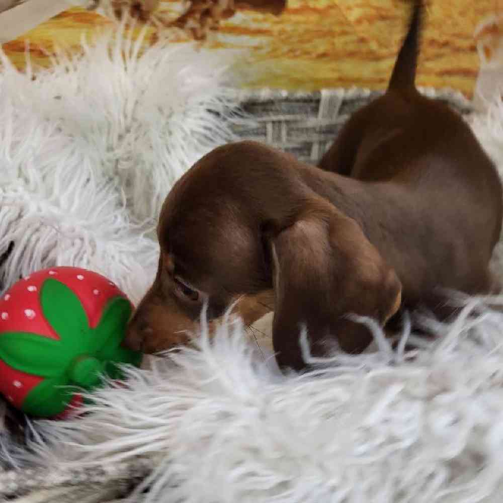 Male Dachshund Puppy for Sale in Monroeville, PA