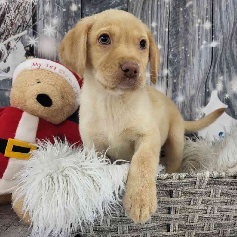 Male Labrador Retriever Puppy for Sale in Monroeville, PA