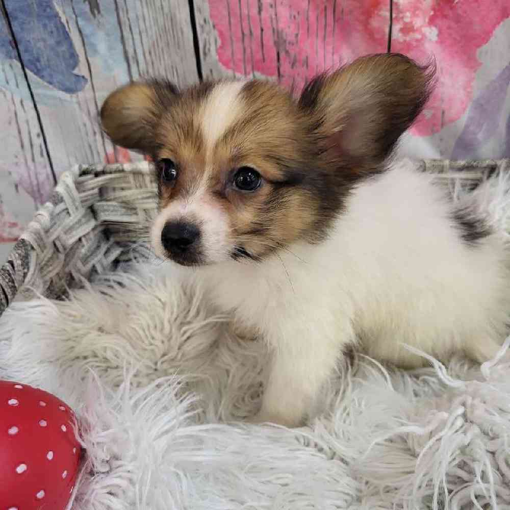 Male Papillon Puppy for Sale in Monroeville, PA