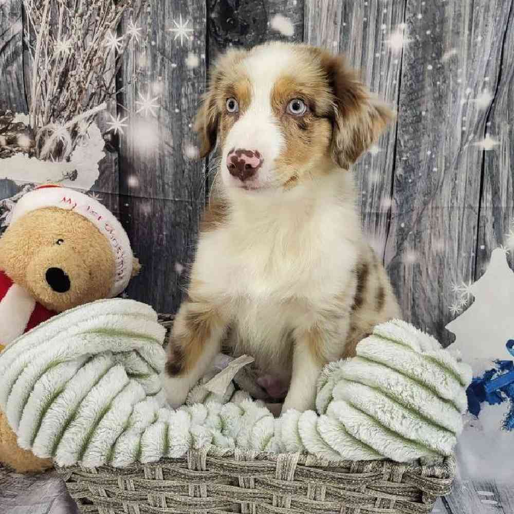 Male Australian Shepherd Puppy for Sale in Monroeville, PA