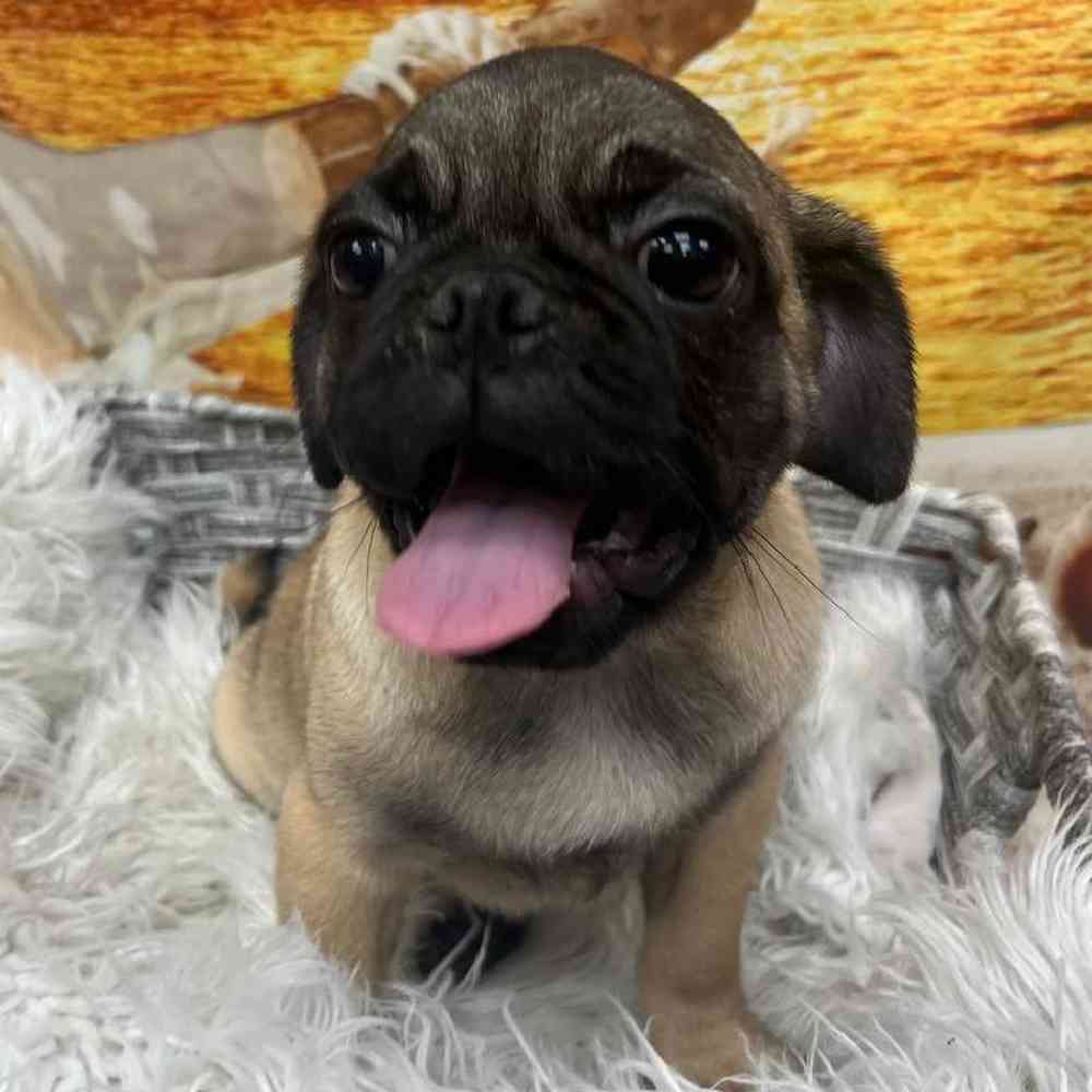 Male Pug Puppy for Sale in Monroeville, PA