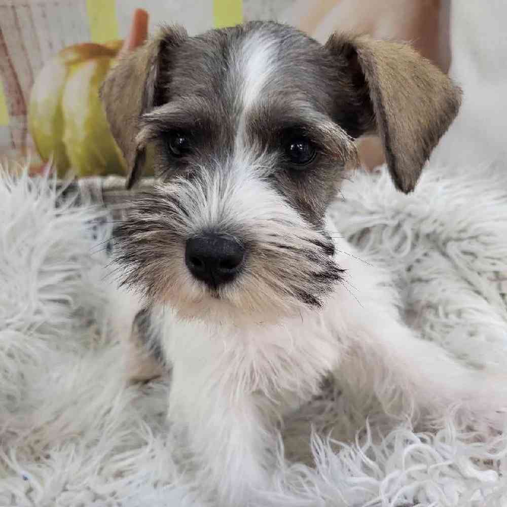 Male Mini Schnauzer Puppy for Sale in Monroeville, PA