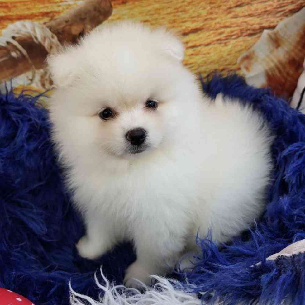 Male Pomeranian Puppy for Sale in Monroeville, PA