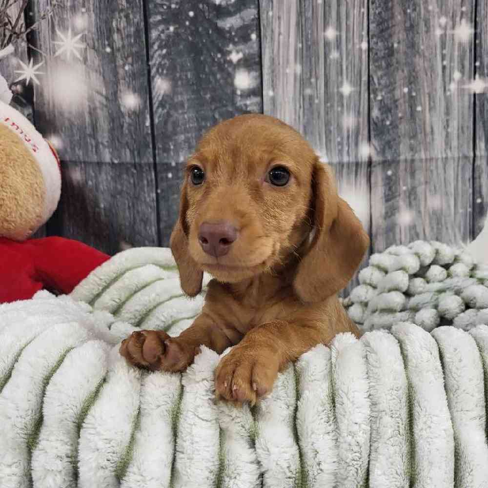 Male Dachshund Puppy for Sale in Monroeville, PA