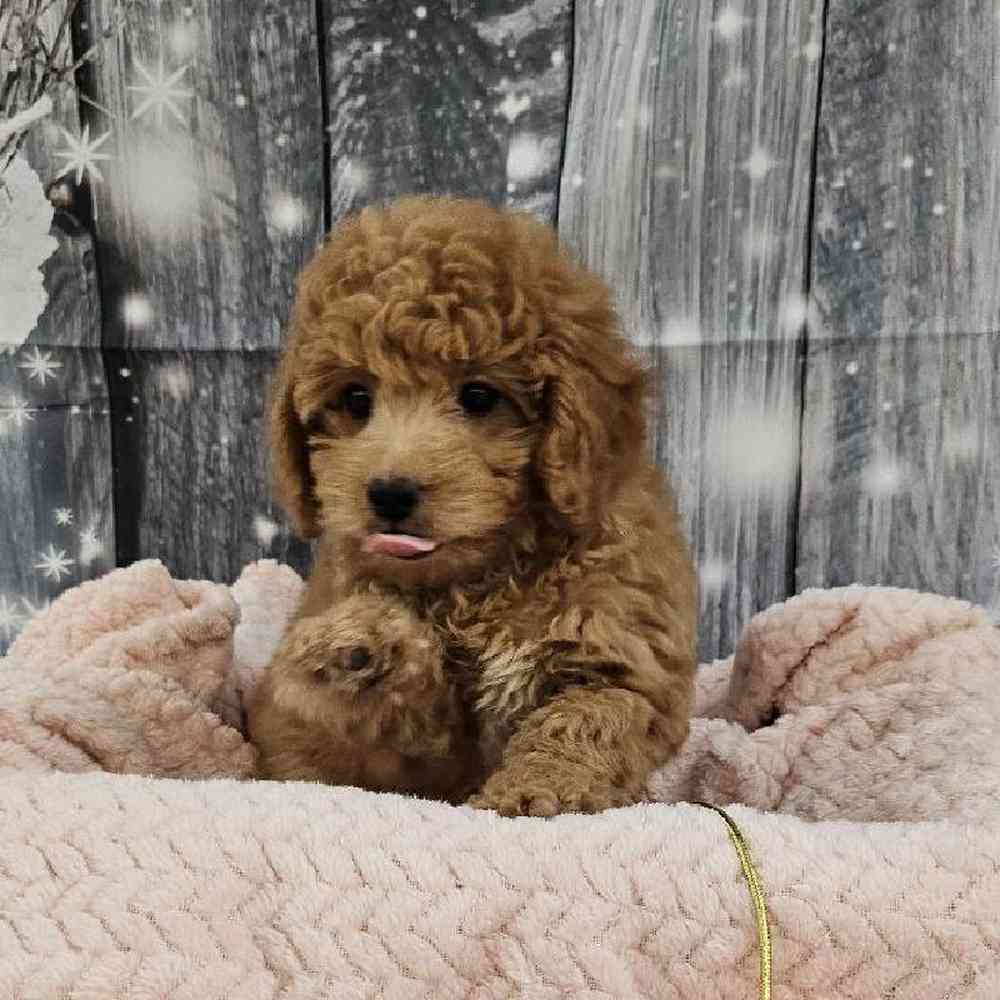 Female Mini Goldendoodle 2nd Gen. Puppy for Sale in Monroeville, PA