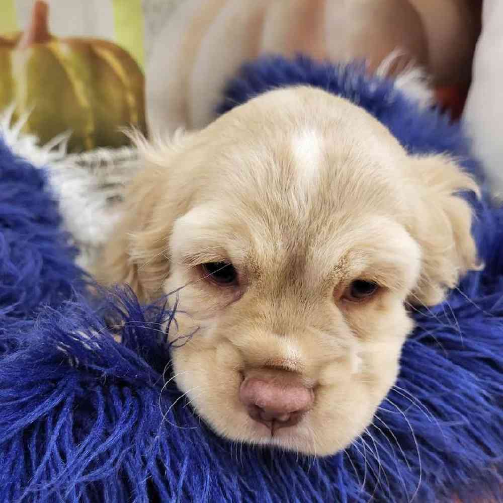 Male Cocker Spaniel Puppy for Sale in Monroeville, PA