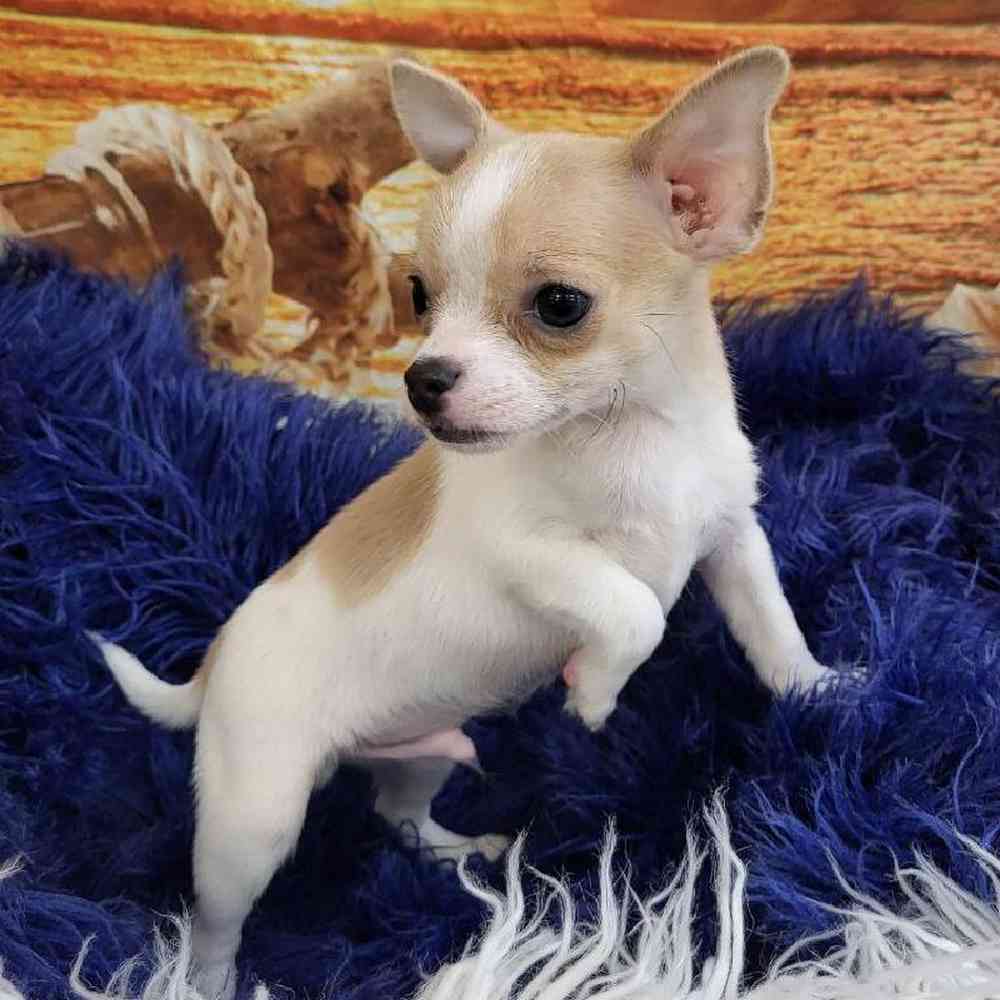 Male Chihuahua Puppy for Sale in Monroeville, PA