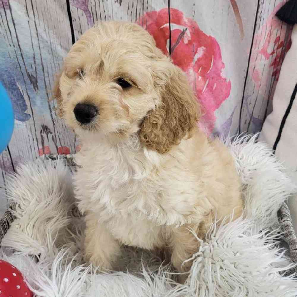 Male Cockapoo Puppy for Sale in Monroeville, PA