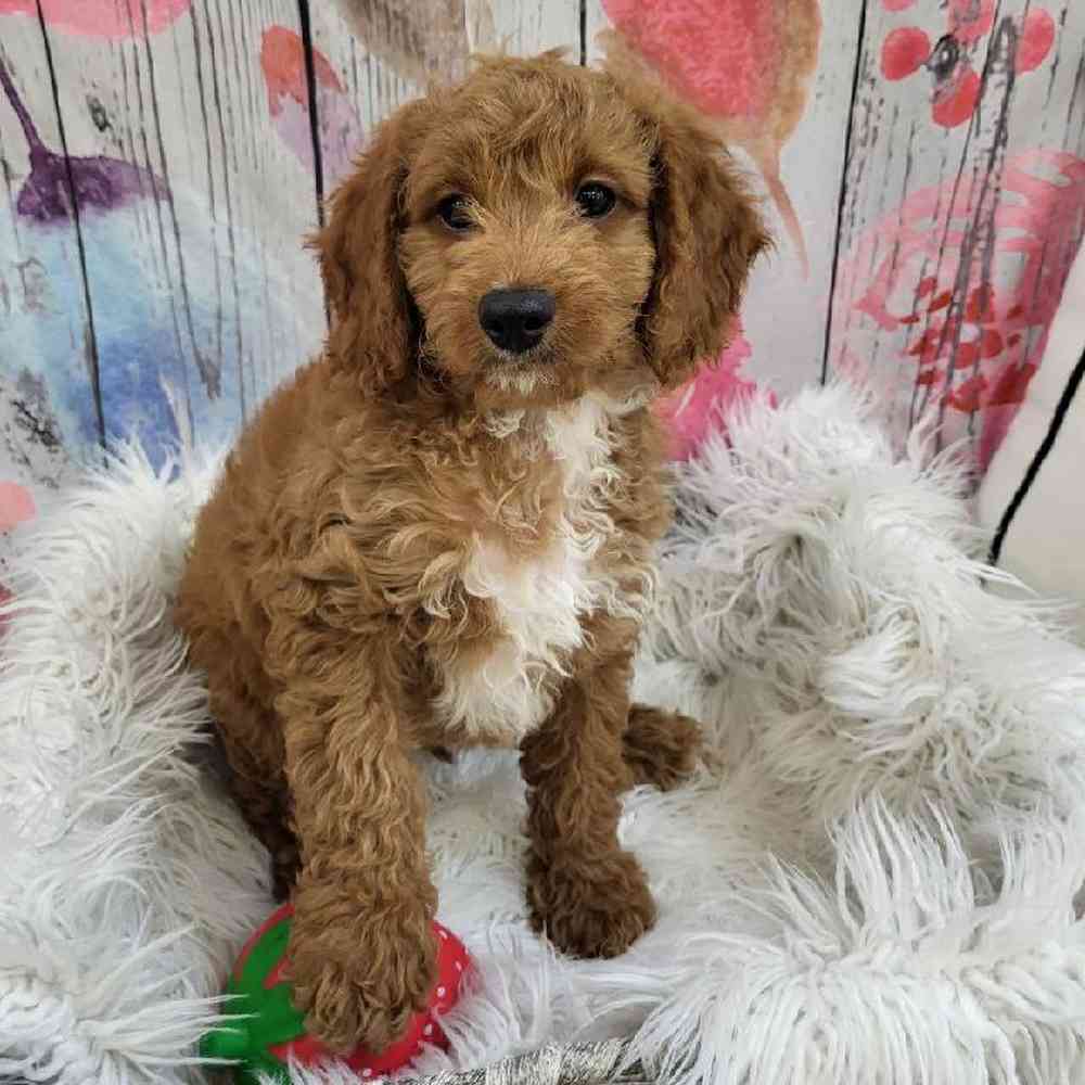 Male Cavapoo Puppy for Sale in Monroeville, PA