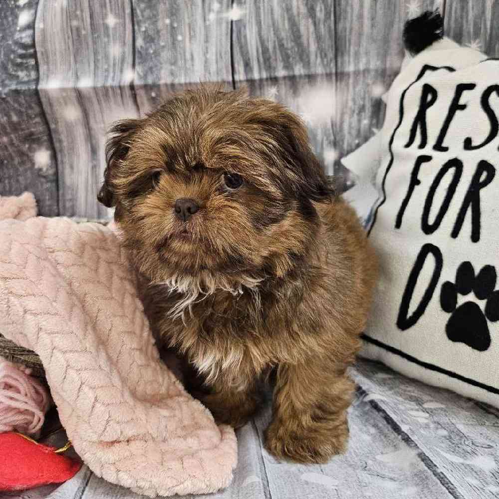 Female Shih Tzu Puppy for Sale in Monroeville, PA