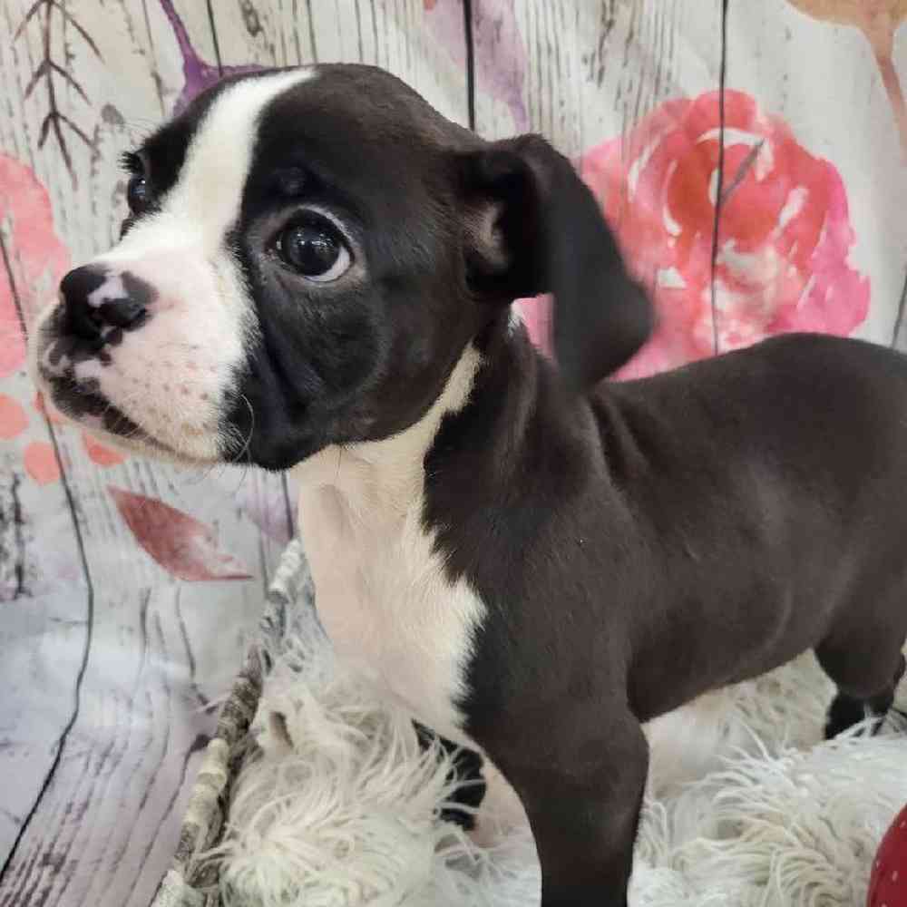 Female Boxer Puppy for Sale in Monroeville, PA