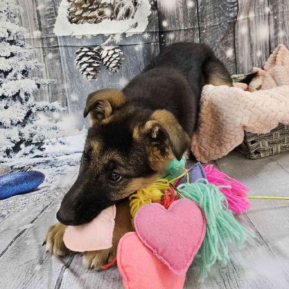 Female German Shepherd Puppy for Sale in Monroeville, PA