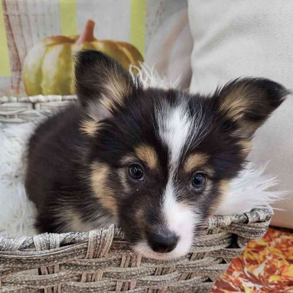 Male Pembroke Welsh Corgi Puppy for Sale in Monroeville, PA