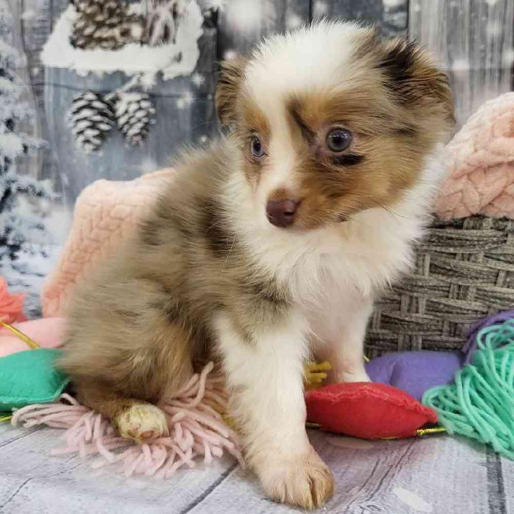 Female Toy Australian Shepherd Puppy for Sale in Monroeville, PA