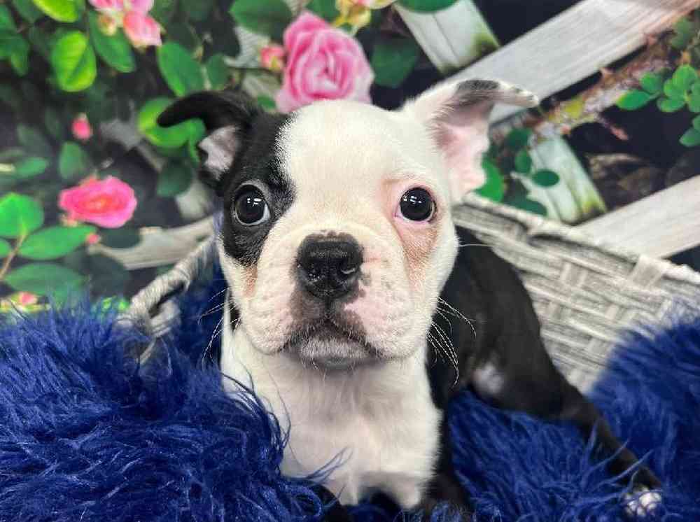 Female Boston Terrier Puppy for Sale in Monroeville, PA