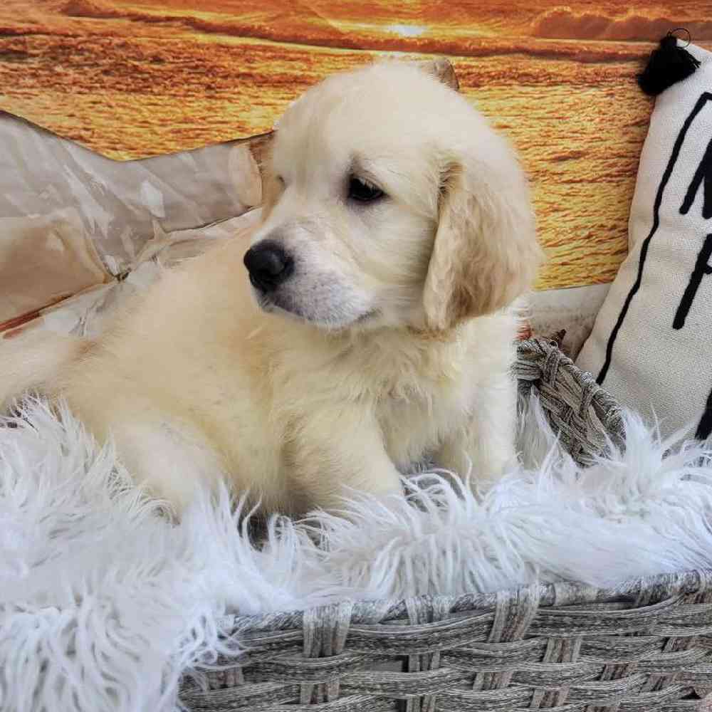 Male Golden Retriever Puppy for Sale in Monroeville, PA