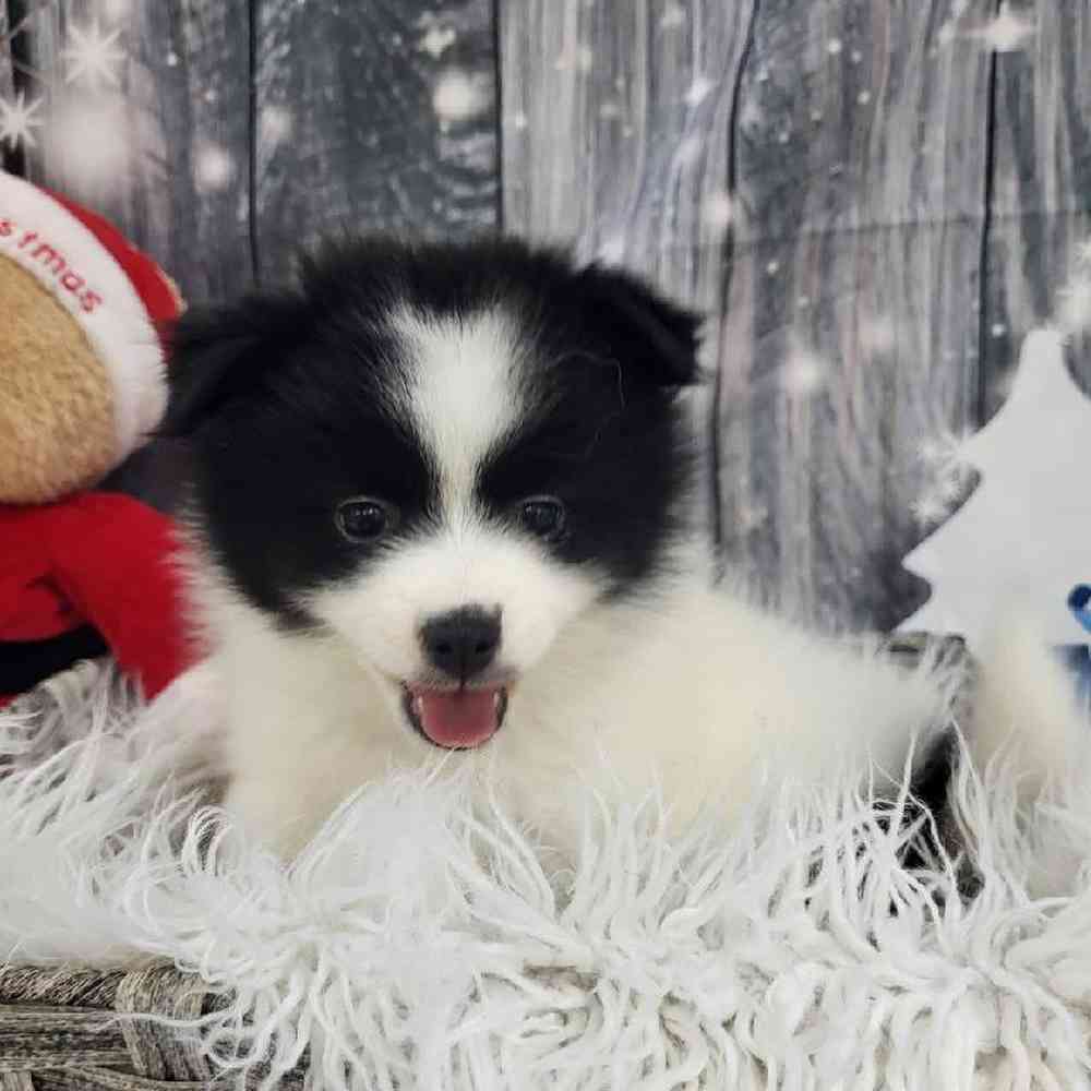 Female Pomsky 2nd gen. Puppy for Sale in Monroeville, PA