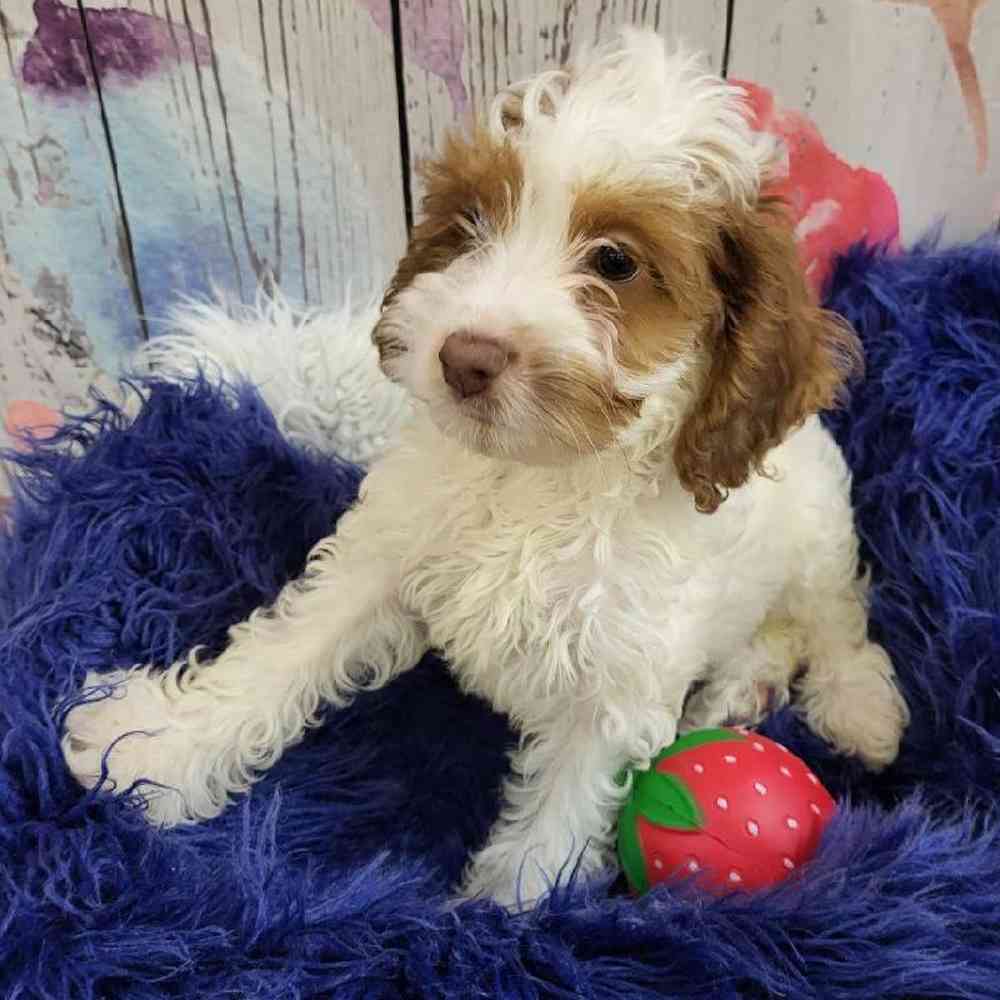 Female Cockapoo Puppy for Sale in Monroeville, PA