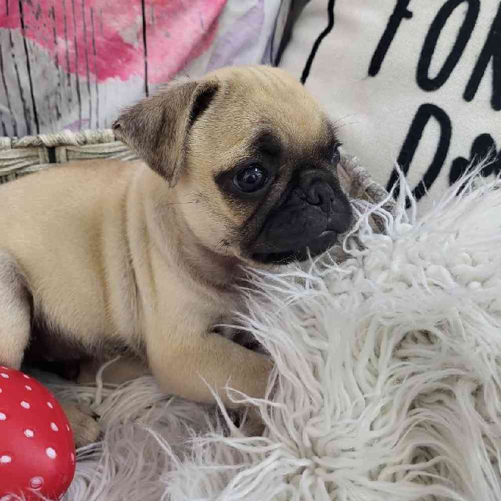 Male Pug Puppy for Sale in Monroeville, PA