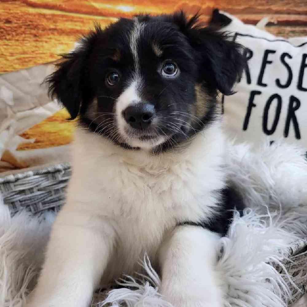 Female Miniature Australian Shepherd Puppy for Sale in Monroeville, PA