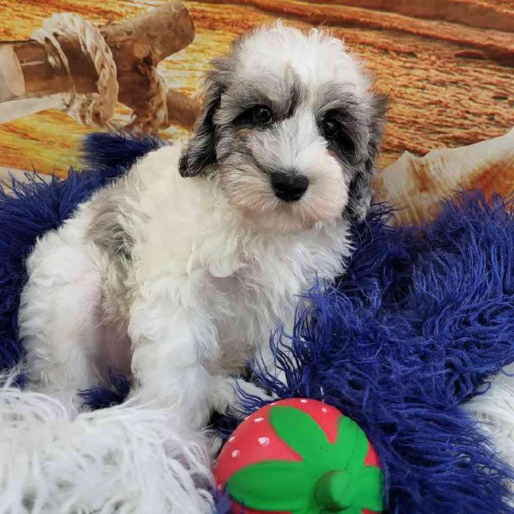 Male Schnoodle Puppy for Sale in Monroeville, PA