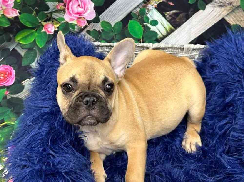 Female French Bulldog Puppy for Sale in Pittsburgh, PA