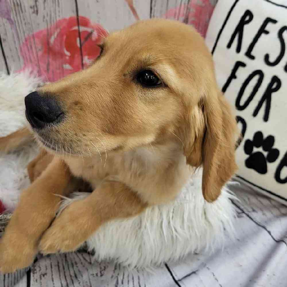 Male Golden Retriever Puppy for Sale in Monroeville, PA